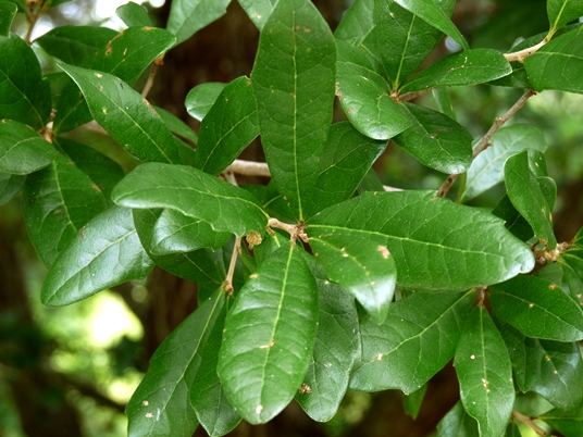 {Quercus virginiana}
